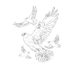 Fototapeta premium A drawing of a falcon in flight surrounded by smaller birds with wings spread on a white background