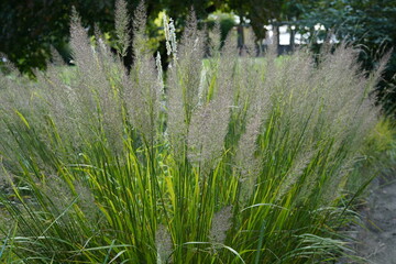 Feather Reed Grass Calamagrostis Brachytricha