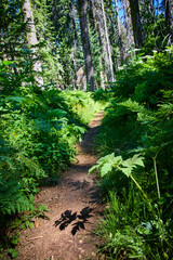 Forest Hiking Trail and Lush Greenery Under Sunlight