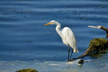 great white egret standing on a log