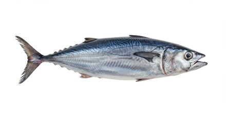 Obraz premium A single whole, fresh tuna fish, displayed against a pure white background, showcases the fish's detailed scales and smooth form, highlighting the vibrant, deep blue hues, and a neutral, unadorned...