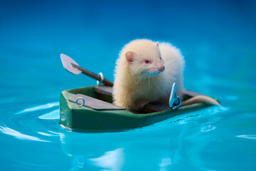 Cute ferret sailing a small boat on swimming pool water