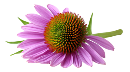 A vibrant pink coneflower with a prominent orange and green center, isolated on a transparent background. background removed