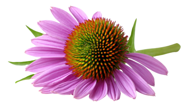 A vibrant pink coneflower with a prominent orange and green center, isolated on a transparent background. background removed