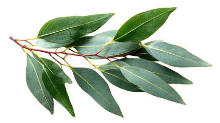 A sprig of eucalyptus leaves, vibrant green with visible veins, isolated on a transparent background. background removed