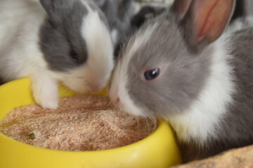 Photo of a group of cute rabbits