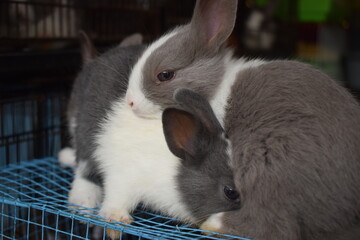 Photo of a group of cute rabbits