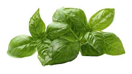 Fresh green basil leaves, vibrant and lush, isolated on a transparent background. background removed