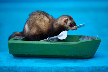 Cute dark color ferret riding a small boat on swimming pool