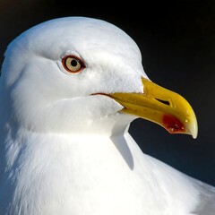 Close-up seagull portrait