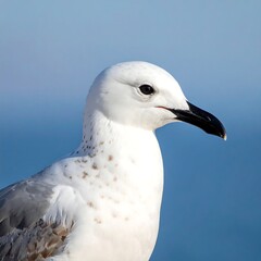 Close-up seagull profile
