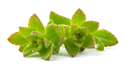 Close-up succulent cluster
