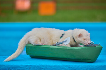 Cute light color ferret riding a small boat on swimming pool