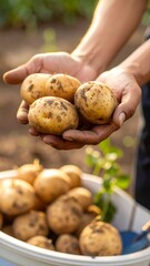 Hands holding fresh potatoes, harvested from a garden