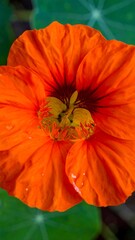 Close-up vibrant orange flower
