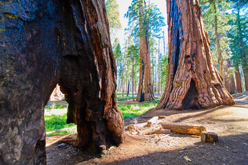 Giant Sequoia Trees Sunlight and Forest Floor Sequoia National Park California © Nicholas J. Klein