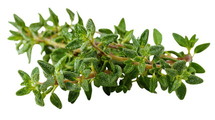 Fresh thyme sprig, dewy leaves, isolated on transparent background. Culinary herb. background removed