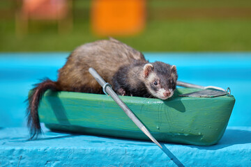 Cute dark color ferret riding a small boat on swimming pool