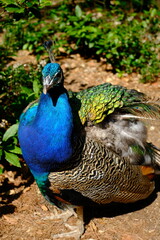 Fototapeta premium Peacock displaying brilliant blue, green, and brown plumage in a natural setting on Lokrum island, Croatia