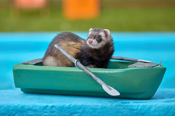 Cute dark color ferret riding a small boat on swimming pool