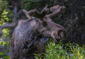moose in the woods grazing on plants