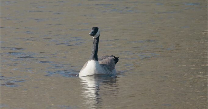 Slow Motion Head-Pumping Threat Display of a Canada Goose by the American River