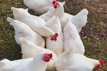 White chickens feeding together farm poultry group in countryside environment