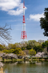 Radio tower over sakura trees and lake at Mitsuike Park in Yokohama, Japan.