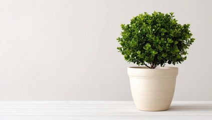 A potted shrub on a light-colored surface