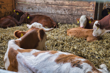 Calves resting on straw bedding inside wooden barn stall in rural farm agriculture environment