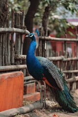 Obraz premium Peacock by a rustic fence