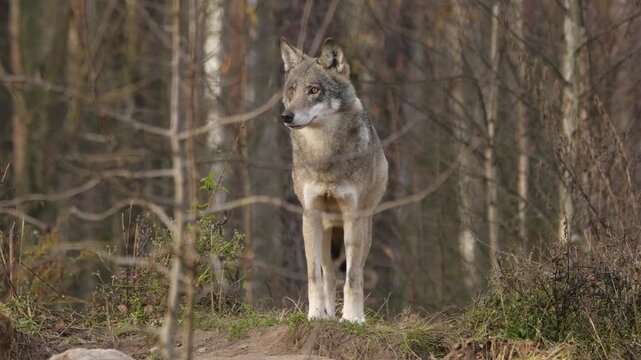 A gray wolf stands alert in a forest environment during the daytime