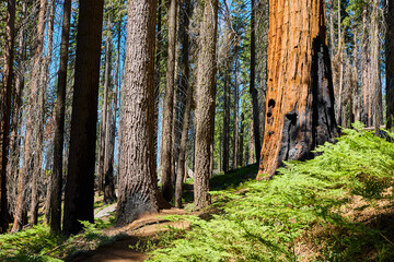 Obraz premium Sequoia Trees Burned Trunks and Green Ferns in Sunlit Forest California