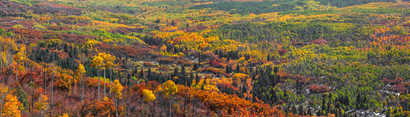 Fototapeta premium Super panoramic view of Canopy of colorful fall foliage in valley at Kebler pass, Colorado during autumn time.