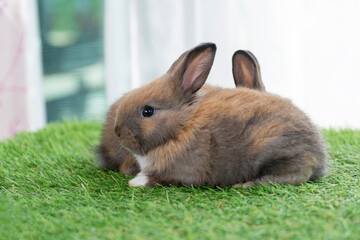 Adorable baby rabbits ears bunny sitting together on the green grass. Family tiny furry baby brown white bunny rabbits playful on the meadow. Easter family animal pet bunny concept.