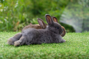 Family lovely rabbtis hare bunny playful together in spring time. Group of cuddly furry rabbits bunny sitting, lying down together on green grass over natural background. Easter bunny family concept.