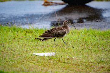 Whimbrel (Numenius phaeopus) is walking on the grass, migratory bird, this is called 