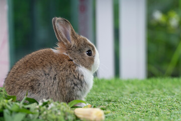 Adorable baby rabbit bunny eating vegetable sitting on green grass spring time over bokeh nature background. Cuddly furry white brown rabbit eat fresh vegetable at outdoor. Easter animal concept.