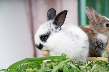 Fluffy curiosity rabbit bunny sitting green grass in spring summer background. Infant dwarf bunny black white rabbit playful on lawn with family together background. Cute animal furry pet concept.