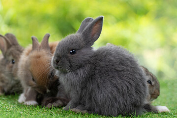 Cuddly furry rabbit bunny clean body sitting together with family on green grass natural background. Baby fluffy rabbit black, brown bunny family playful on field. Easter newborn bunny family concept.