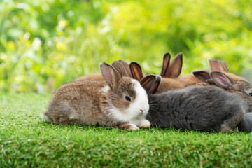Group of infant rabbits bunny sitting together playful on green lawn garden background. One of cuddly baby rabbits curiosity bunny looking camera with family on green grass nature spring background.