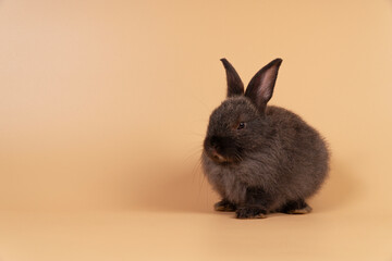 Adorable baby rabbit bunny looking at something while sitting over isolated pastel background with copy space. Cuddly furry rabbit black bunny playful on yellow. Easter holiday animal pet concept.