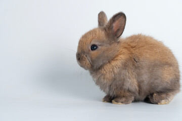 Adorable newborn baby rabbit bunnies brown looking at something sitting over isolated white background. Puppy lovely furry brown bunny ears rabbit playful with copy space. Easter bunny animal concept.