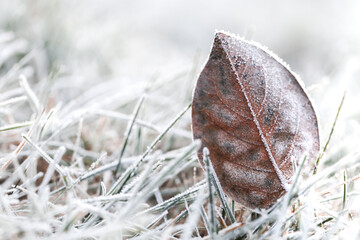  Frosted Plant Leaves Frosty natural background.Close-up of a Frozen Leaf on Frosty Grass.Frozen...