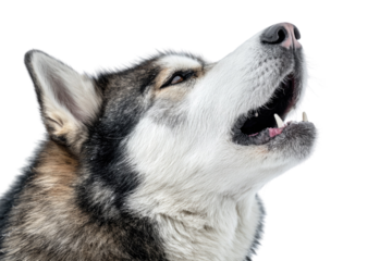 Alaskan Malamute howling, close-up, isolated on transparent background. background removed