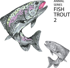 Fototapeta premium vector illustration trout fish 2