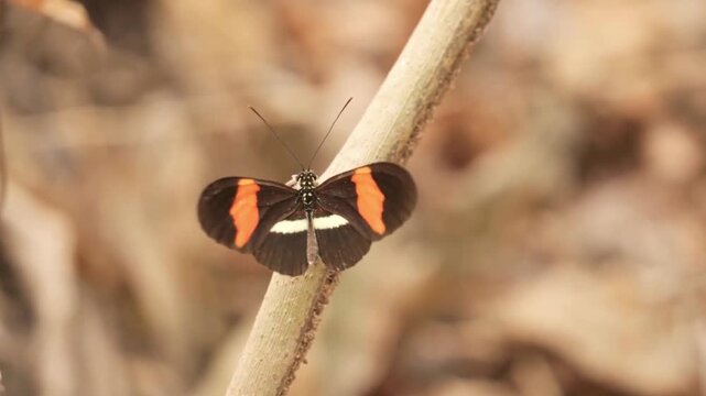 A beautiful heliconian butterfly rests on a branch in a natural setting