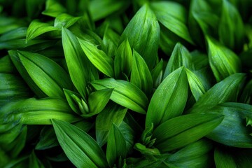 Fototapeta premium Lush closeup of vibrant green leaves with detailed veining creating a dense organic texture
