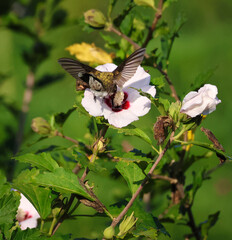 Stunning, Ruby-throated Hummingbird in flight feeding on Rose of Sharon blossoms.