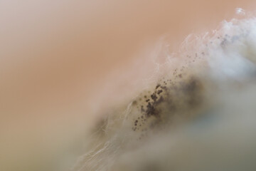 Extreme macro of hairy mildew on pastry surface. Moldy food has an undesirable taste and texture...